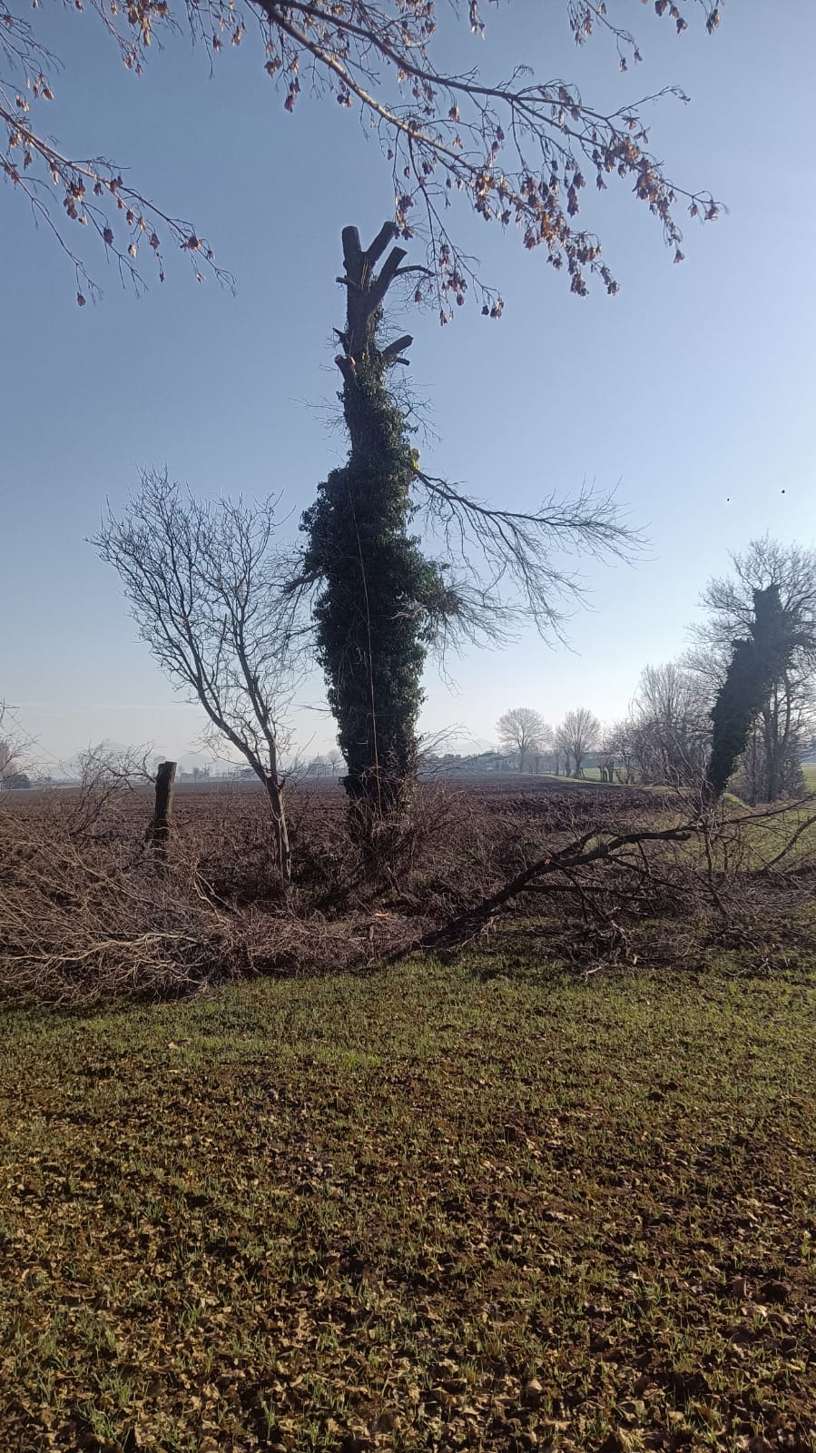 Ultimo Intervento di Tree Climbing nella Provincia di Vicenza: Taglio di una Pianta Alta 30 Metri