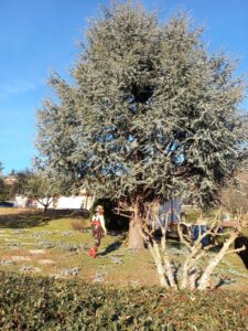 La mia Ultima Sfida Verde a Vicenza: Riordino del Pino Argentato!