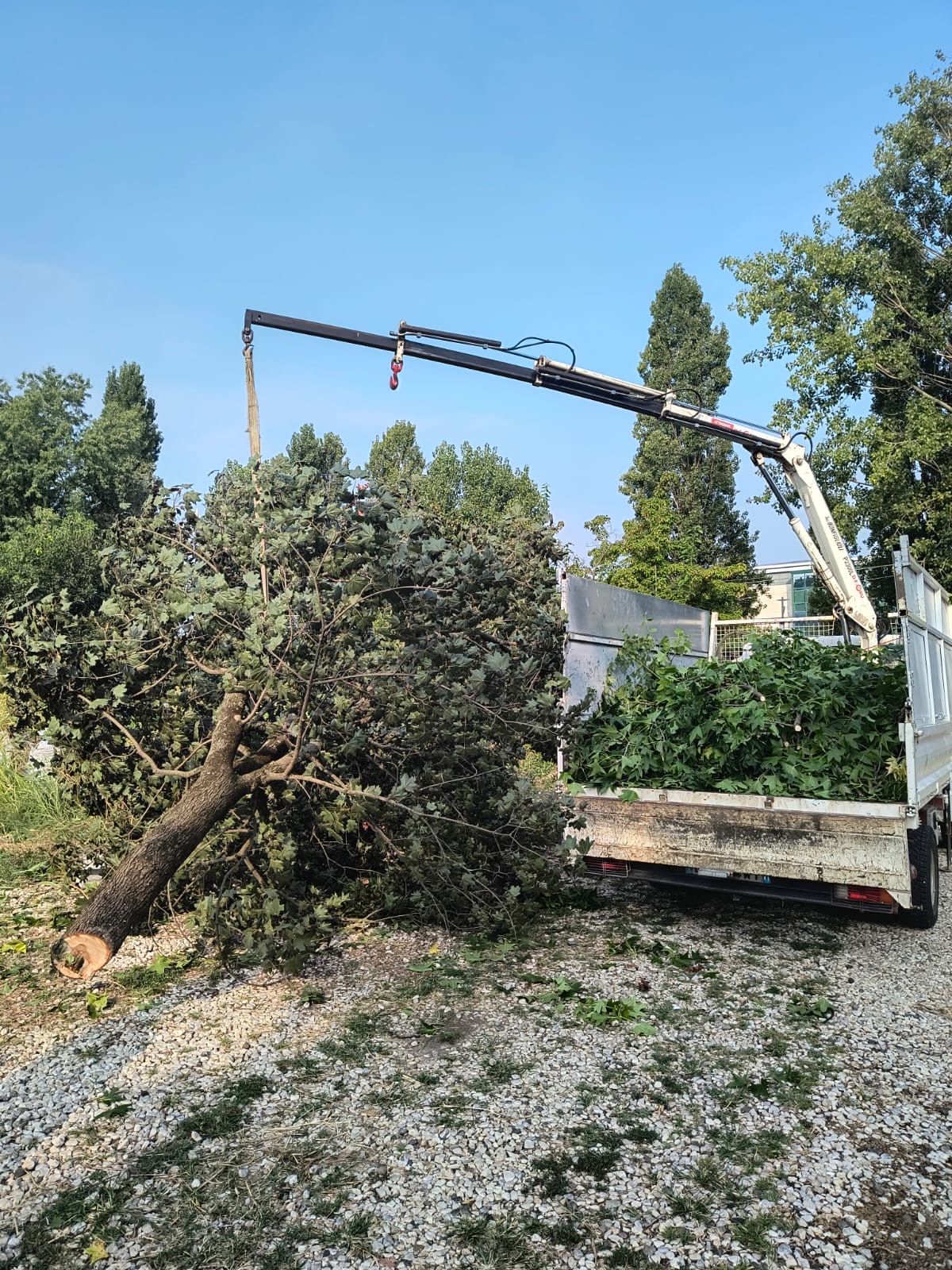 Intervento di Taglio Alberi con Gru – Professionalità e Sicurezza Garantite