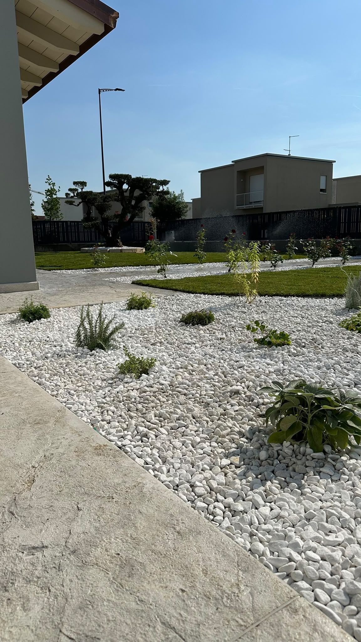 Vista del giardino con aiuole, prato e ulivo ornamentale