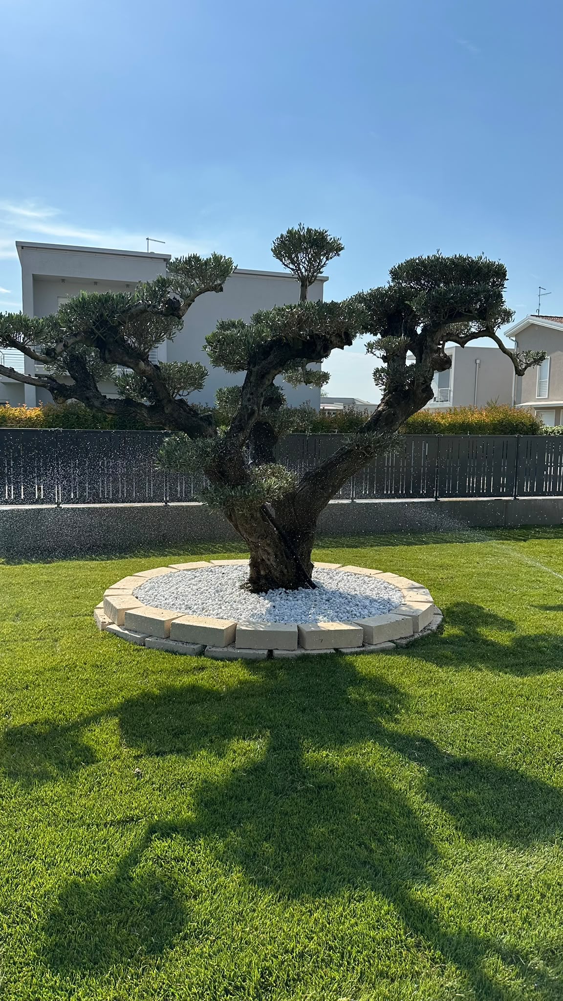 Ulivo ornamentale a palchi in aiuola circolare con ciottoli bianchi